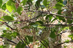 Elaeocarpus serratus